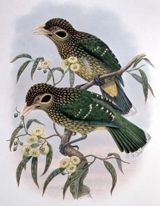 Gevlekte of Zwarte Ailuroedus Melanotis - Paradijsvogel